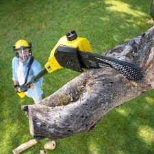 Best Lawn Edging Services  in Greenfield, MO