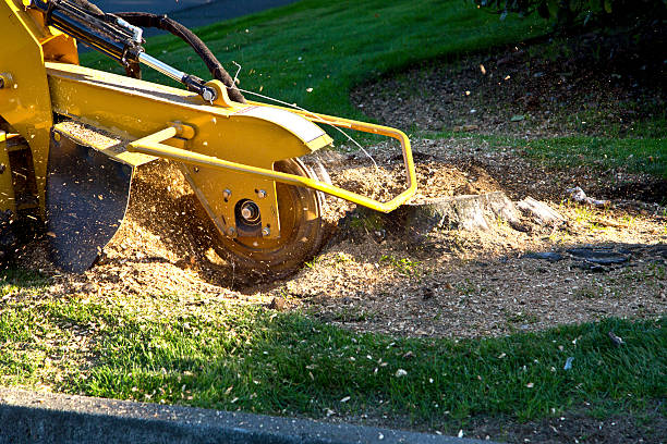 Best Residential Tree Removal  in Greenfield, MO