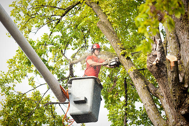 How Our Tree Care Process Works  in  Greenfield, MO